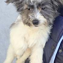 Thumbnail photo of Tattles #3