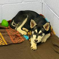 Thumbnail photo of M Litter-Ace #2