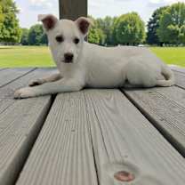 Thumbnail photo of LG-Campa #1