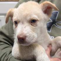 Thumbnail photo of LG-Campa #2