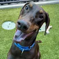 Thumbnail photo of Havana #1