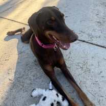 Thumbnail photo of Havana #4