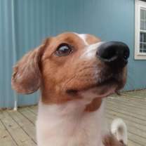 Thumbnail photo of Jasper *Available soon* #2