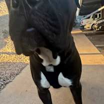 Thumbnail photo of Shiloh #1