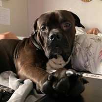 Thumbnail photo of Shiloh #4