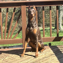 Thumbnail photo of Rubi #1