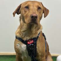 Thumbnail photo of Pluto #3