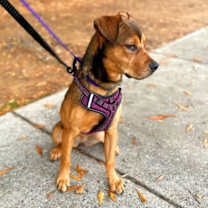 Thumbnail photo of Mavis #2