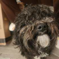 Thumbnail photo of Pepper #1