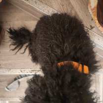 Thumbnail photo of Pepper #2