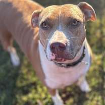 Thumbnail photo of Demi - KA #1