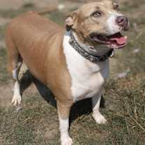 Thumbnail photo of Demi - KA #4