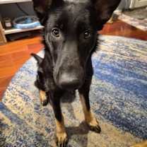 Thumbnail photo of Shania #1