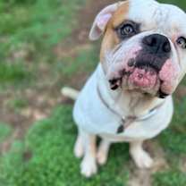 Thumbnail photo of Ferdinand #2