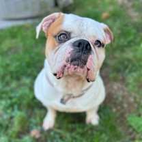 Thumbnail photo of Ferdinand #4