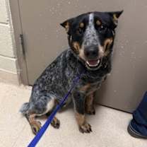 Thumbnail photo of Blue Jeans #2