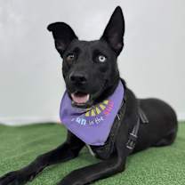 Thumbnail photo of Polo #1