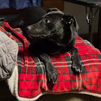 Thumbnail photo of Absolem #2