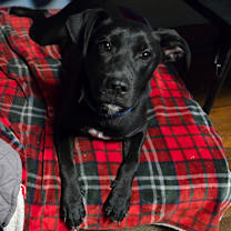 Thumbnail photo of Absolem #3