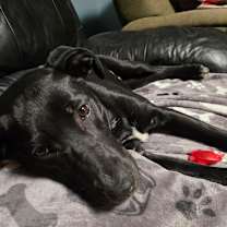 Thumbnail photo of Absolem #4