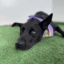 Thumbnail photo of Polo #2