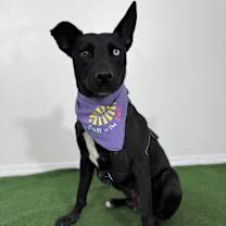 Thumbnail photo of Polo #3