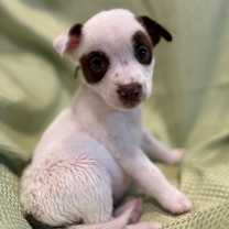 Thumbnail photo of Panda #1