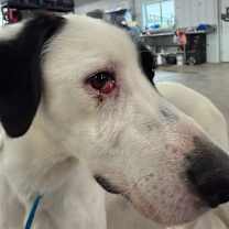 Thumbnail photo of Angus #2