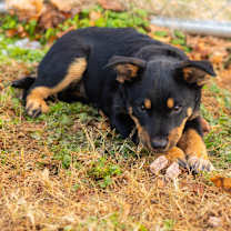 Thumbnail photo of Seth #4