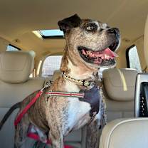 Thumbnail photo of Tyson #4