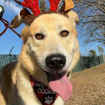 Thumbnail photo of Rudy #1