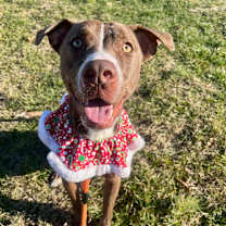 Thumbnail photo of Streusel #1