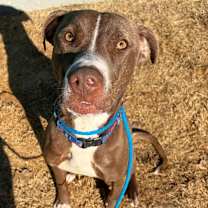 Thumbnail photo of Streusel #4