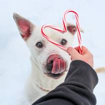 Thumbnail photo of Bolt 184 #1