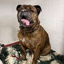 Thumbnail photo of Dwight #2