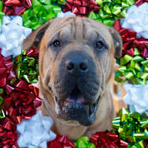 Thumbnail photo of Jelly Roll #1