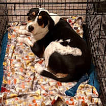 Thumbnail photo of Nico #4