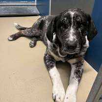 Thumbnail photo of Todd #4