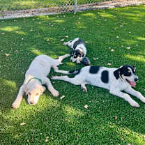 Thumbnail photo of Gomez #3