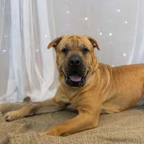 Thumbnail photo of Jelly Roll #4