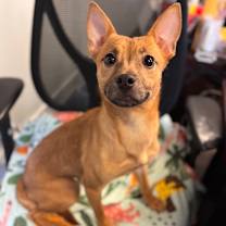 Thumbnail photo of Bella #1