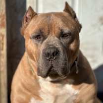 Thumbnail photo of Bacon #1