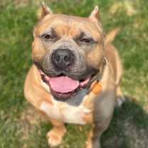 Thumbnail photo of Bacon #2