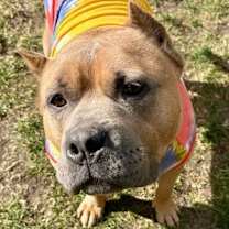 Thumbnail photo of Bacon #4