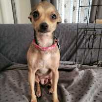 Thumbnail photo of Bandit #2