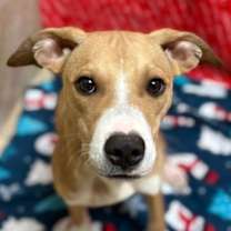 Thumbnail photo of Vincent #1