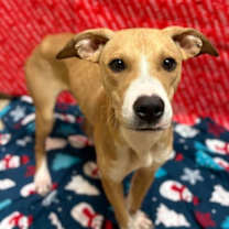 Thumbnail photo of Vincent #2