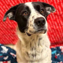 Thumbnail photo of Bruno #2