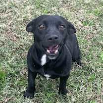 Thumbnail photo of Blackie #3