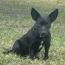 Thumbnail photo of Blackie #4